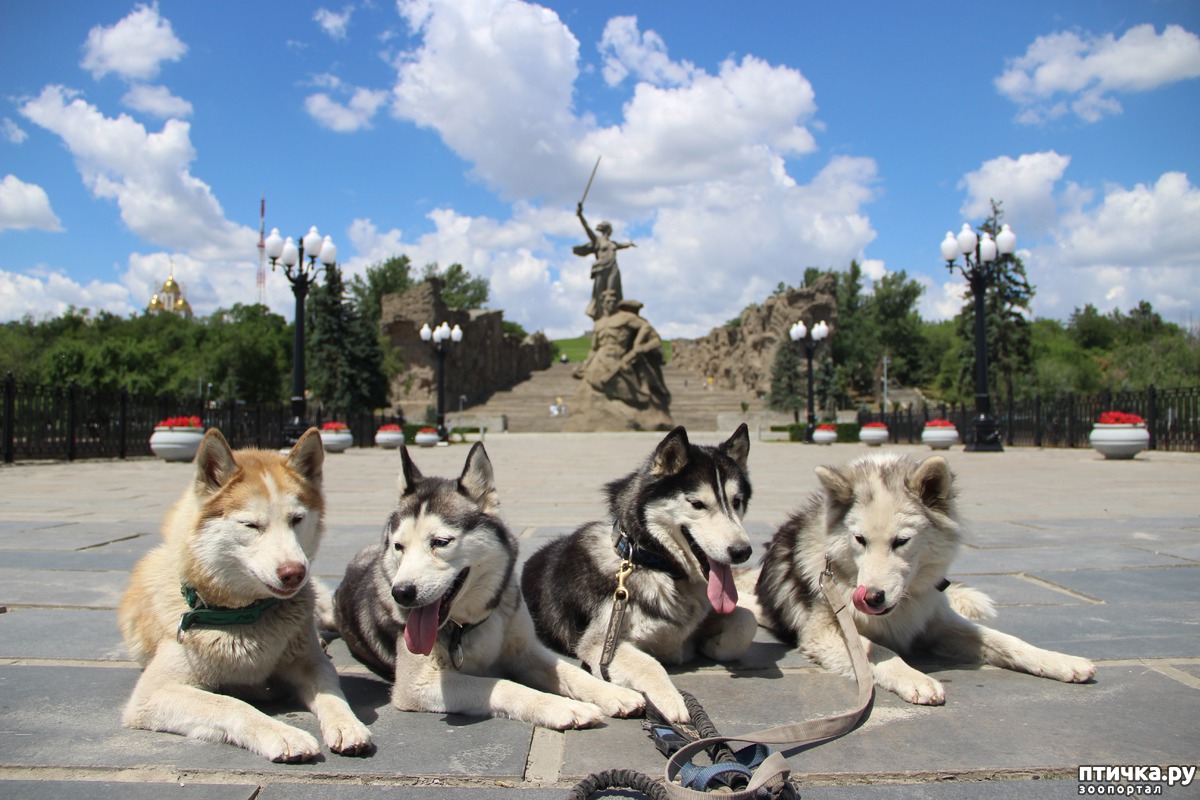 сибирский хаски рассказ