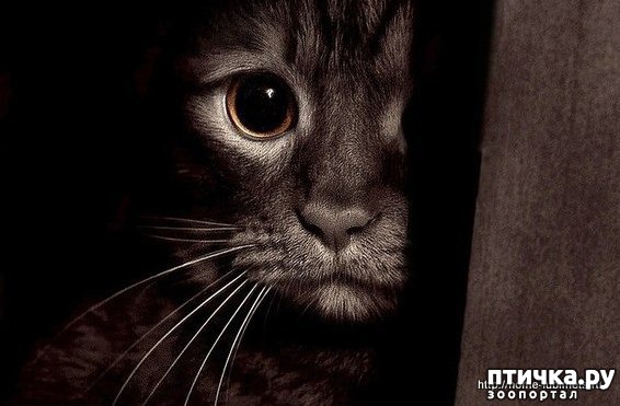 фотография 1: ЧТО Ж ВЫ ЛЮДИ? фото 1: ЧТО Ж ВЫ ЛЮДИ?