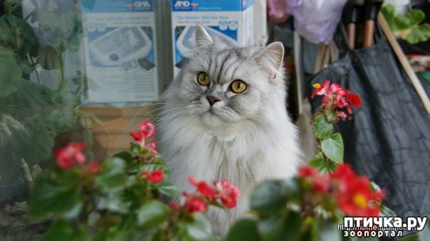 фотография 1: Кошки и люди фото 1: Кошки и люди