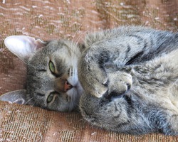 Кот Сеня