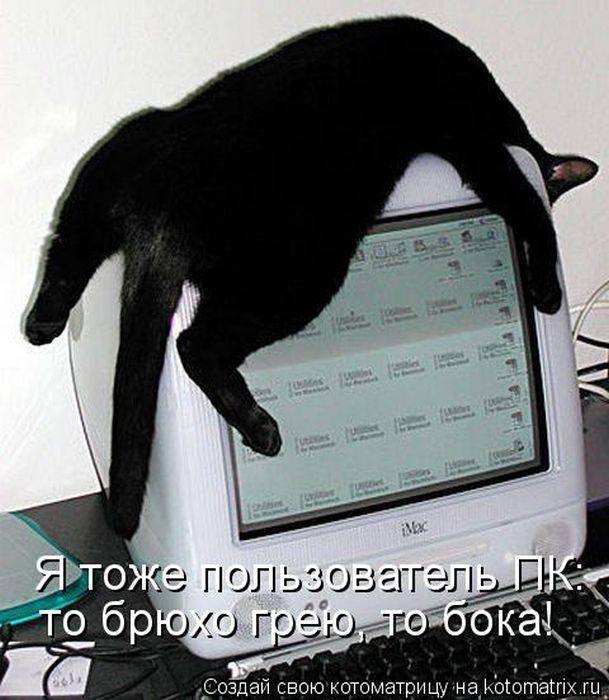 фотография 9: Котоматрица: Кот и компьютер! фото 9: Котоматрица: Кот и компьютер!