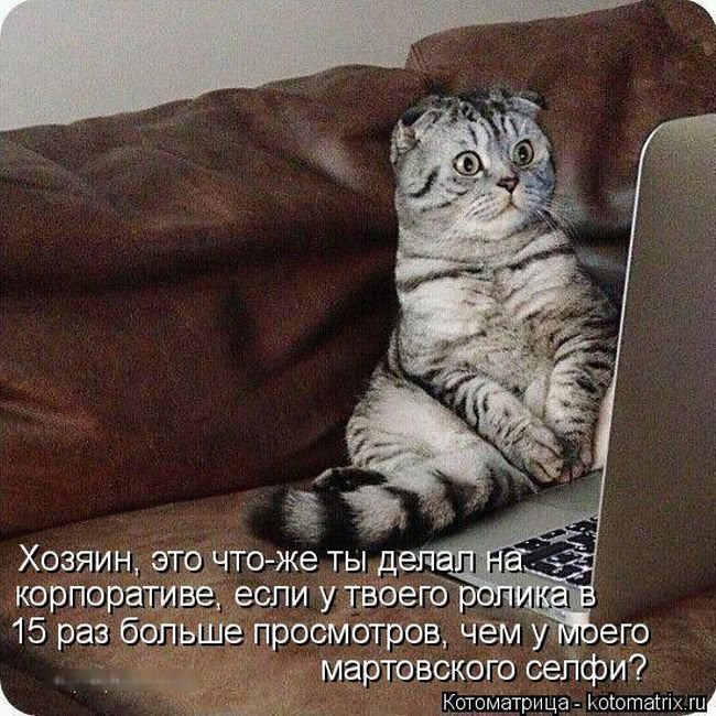 фотография 13: Котоматрица: Кот и компьютер! фото 13: Котоматрица: Кот и компьютер!