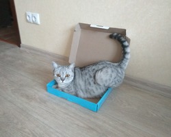 Бэтти, британка