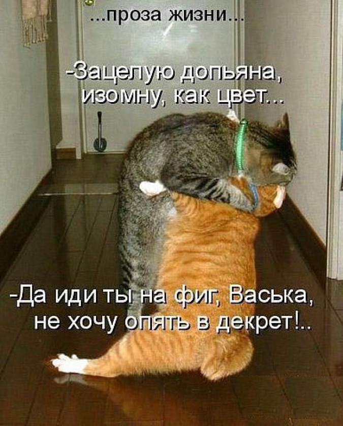 Котоматрица: Коты и кошки! &amp;mdash; обсуждение в группе &amp;quot;Кошки&amp;quot; | Птичка.ру