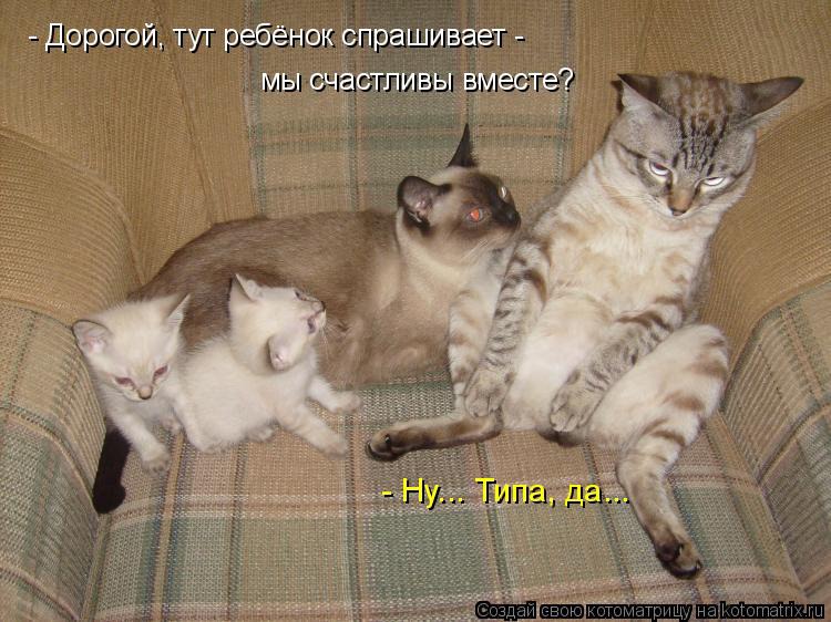 Котоматрица: Коты и кошки! &amp;mdash; обсуждение в группе &amp;quot;Кошки&amp;quot; | Птичка.ру
