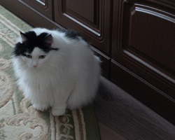 , 11 . .      .      ,     .  .