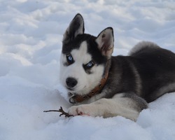 Меня зовут Стив!