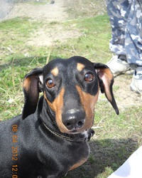 Такса Ассоль