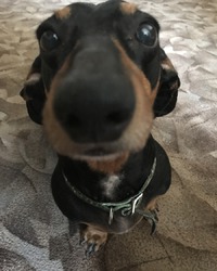 Такса Ассоль (в миру Ася)