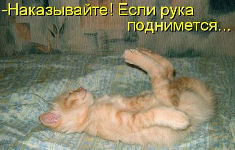 Включи кот стоп