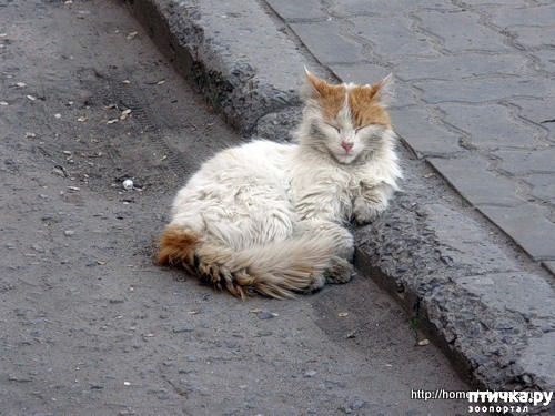 фотография 1: Брошенные кошки. Непредвиденные обстоятельства фото 1: Брошенные кошки. Непредвиденные обстоятельства