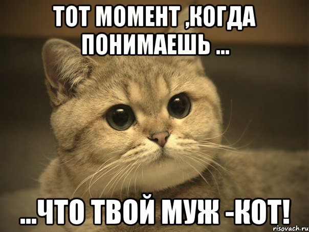 фотография 5: Почему мой муж не кот? фото 5: Почему мой муж не кот?