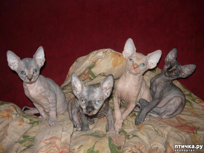 банда Канадских Сфинксов справа на лево Римма, Рэм, Ксюша и Зайка