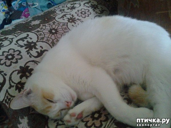 Кот Тимка. 13 лет.