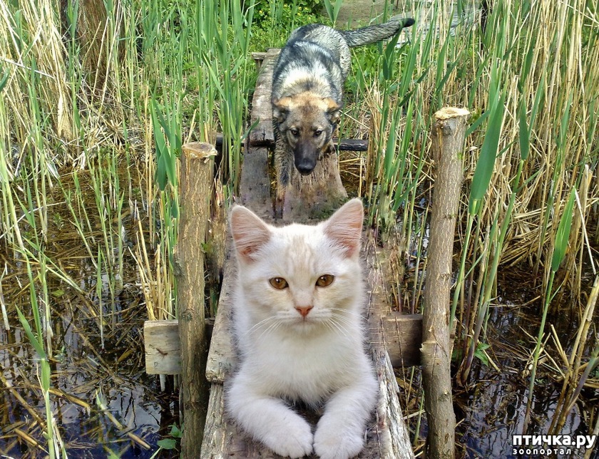 РЫЖИК - британец