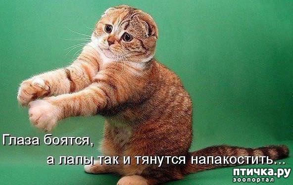 фотография 4: А какие вы знаете высказывания о кошках? фото 4: А какие вы знаете высказывания о кошках?