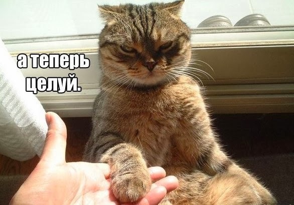 фотография 1: Котоматрица: Ну что, посмеемся на ночь глядя??? фото 1: Котоматрица: Ну что, посмеемся на ночь глядя???
