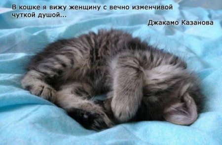 фотография 5: А какие вы знаете высказывания о кошках? фото 5: А какие вы знаете высказывания о кошках?
