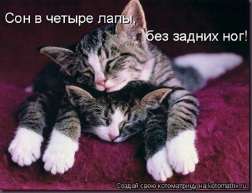 фотография 3: Котоматрица: Ну что, посмеемся на ночь глядя??? фото 3: Котоматрица: Ну что, посмеемся на ночь глядя???