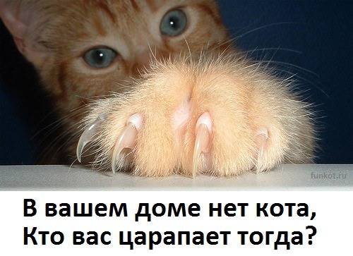 фотография 6: А какие вы знаете высказывания о кошках? фото 6: А какие вы знаете высказывания о кошках?