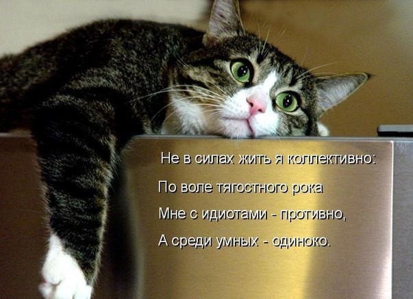 фотография 5: Котоматрица: Ну что, посмеемся на ночь глядя??? фото 5: Котоматрица: Ну что, посмеемся на ночь глядя???