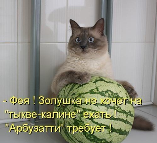 фотография 6: Котоматрица: Ну что, посмеемся на ночь глядя??? фото 6: Котоматрица: Ну что, посмеемся на ночь глядя???