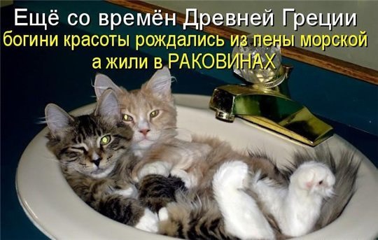фотография 7: Котоматрица: Ну что, посмеемся на ночь глядя??? фото 7: Котоматрица: Ну что, посмеемся на ночь глядя???