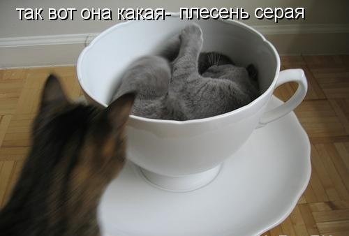 фотография 8: Котоматрица: Ну что, посмеемся на ночь глядя??? фото 8: Котоматрица: Ну что, посмеемся на ночь глядя???