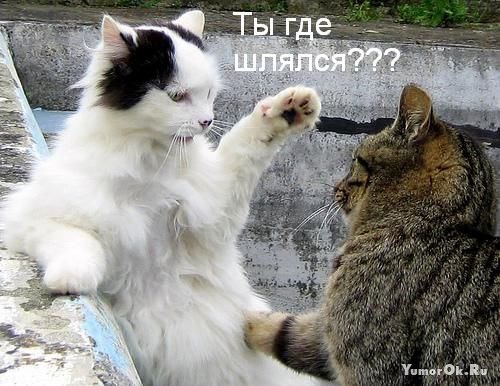 фотография 9: Котоматрица: Ну что, посмеемся на ночь глядя??? фото 9: Котоматрица: Ну что, посмеемся на ночь глядя???