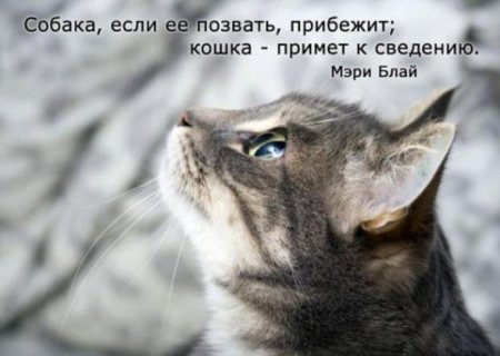 фотография 11: А какие вы знаете высказывания о кошках? фото 11: А какие вы знаете высказывания о кошках?