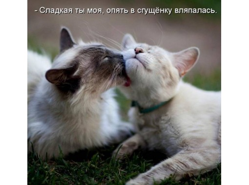 фотография 11: Котоматрица: Ну что, посмеемся на ночь глядя??? фото 11: Котоматрица: Ну что, посмеемся на ночь глядя???