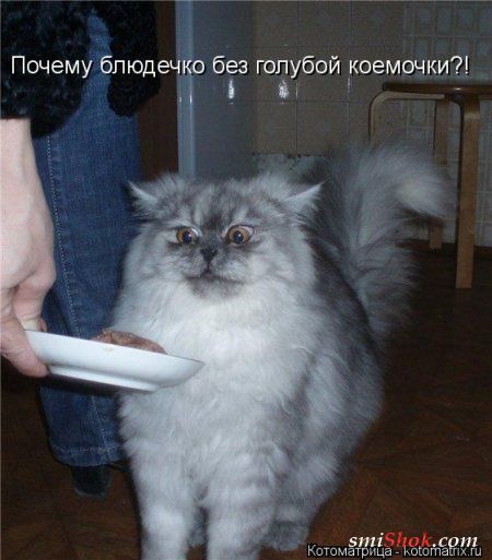 фотография 12: Котоматрица: Ну что, посмеемся на ночь глядя??? фото 12: Котоматрица: Ну что, посмеемся на ночь глядя???