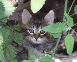 Тогда ещё безымянный котёнок. Уличная кошка пришла рожать в наш двор. Получили пять пушистиков-полосатиков. Была потом задачка - всех пристроить в добрые руки. Получилось!