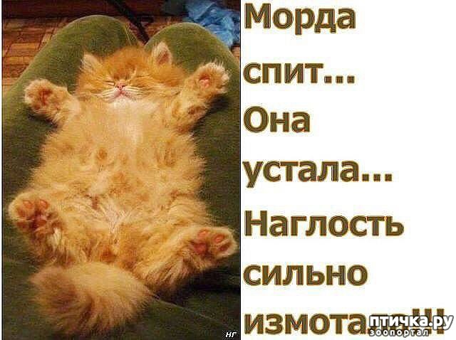 фотография 1: Котя спит она устала (фото) фото 1: Котя спит она устала (фото)