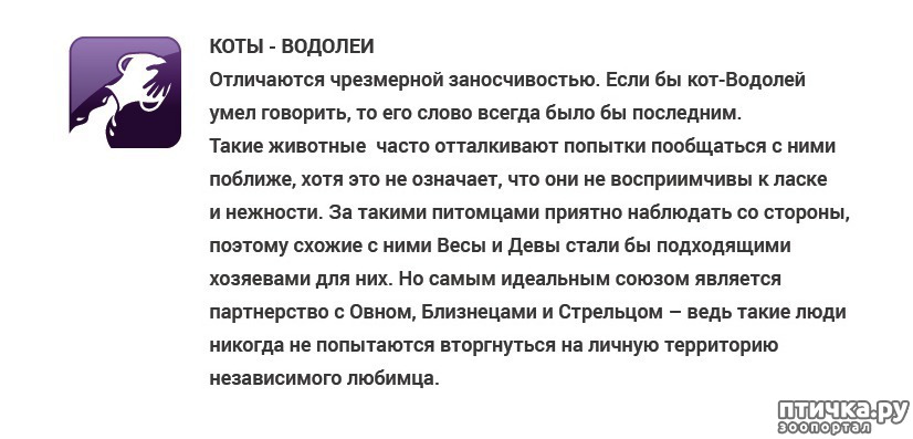 Гороскоп мужчины кота. Характеристика мужчина Водолей кот. Водолей характеристика. Водолей мужчина характеристика. Водолей кот мужчина.