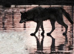 фотография: СОБАКА фото: СОБАКА
