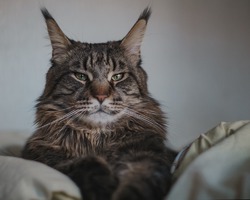 Нельсон кот