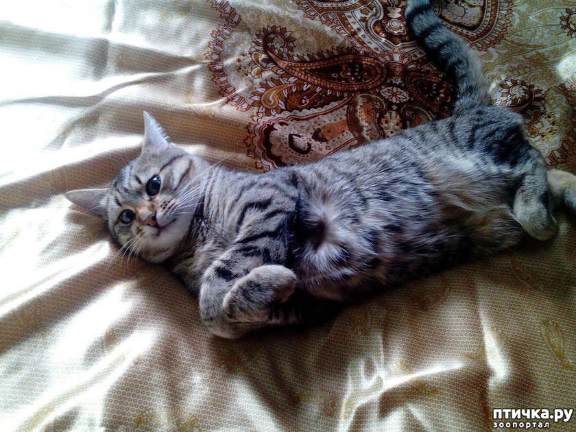 Кот Вася