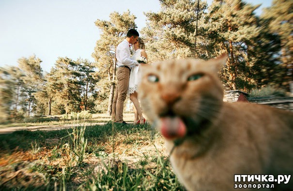 фотография 2: Кошки, которые очаровательным образом украсили чужие фотографии))) фото 2: Кошки, которые очаровательным образом украсили чужие фотографии)))