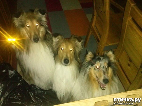 фотография 7: Кошки, которые очаровательным образом украсили чужие фотографии))) фото 7: Кошки, которые очаровательным образом украсили чужие фотографии)))