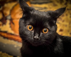Ася, обычная кошка с очень необычными желтыми глазами