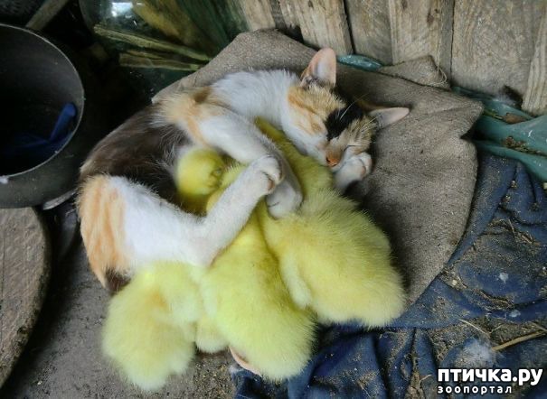 фотография 3: Спать вдвоём удобнее фото 3: Спать вдвоём удобнее