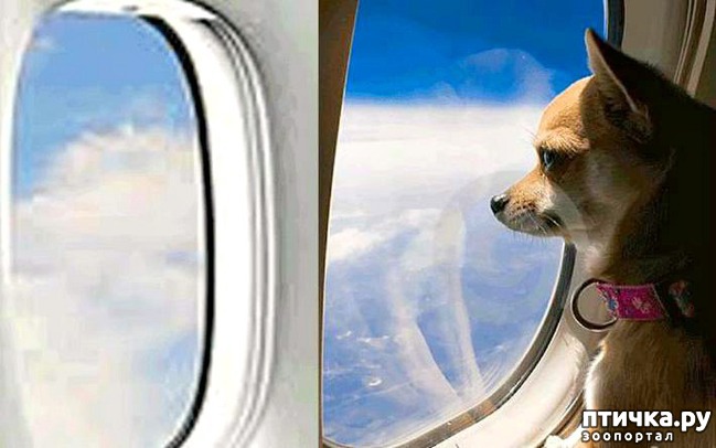 фото 7: Необычные пассажиры в самолетах)))