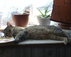 Дашка работает - спит