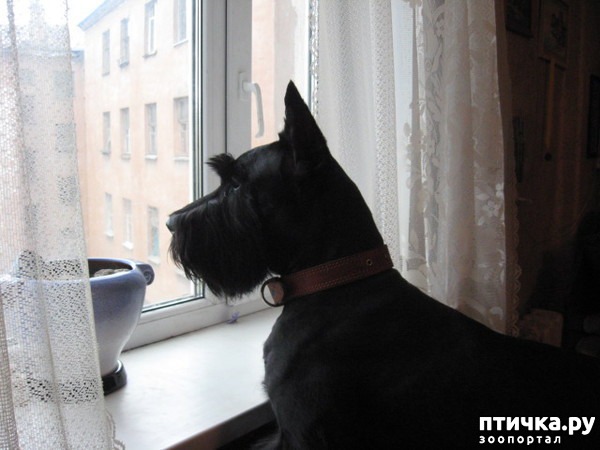 Холлли - ризеншнауцер..