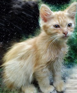 фотография: КОТЁНОК ПОД ДОЖДЁМ фото: КОТЁНОК ПОД ДОЖДЁМ