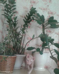 Маруся, сфинкс.