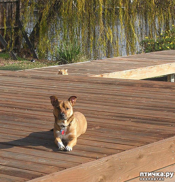 фотография 18: Кошки, которые очаровательным образом украсили чужие фотографии))) фото 18: Кошки, которые очаровательным образом украсили чужие фотографии)))