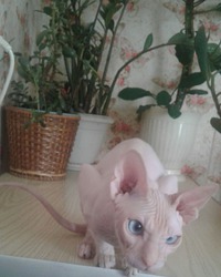 Маруся, сфинкс.