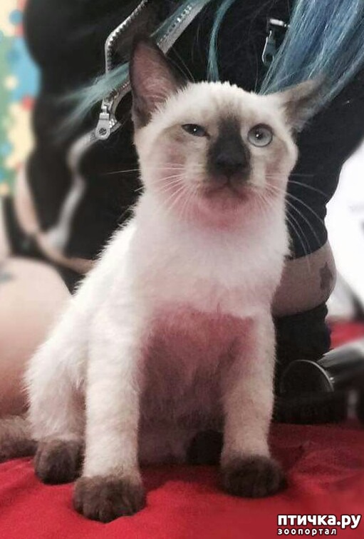 Пуля.Тайская кошка.Дочь делала селфи с котёнком))